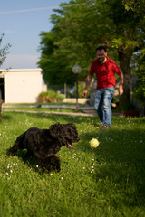 A coker spaniel plays with is owner
