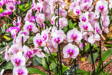 Beautiful orchid flower and green leaves background in the garden. Orchids close up