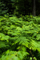 In the wild coniferous forest, the national natural park