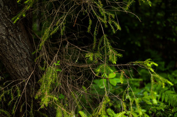 In the wild coniferous forest, the national natural park