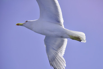 Flying seagull over the sea