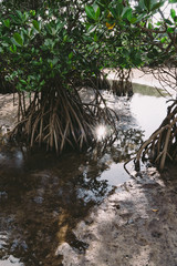 Landscape of Ishigaki Island