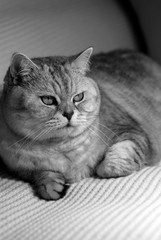 British cat Busya on the couch