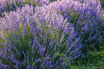 Purple blossoming lavender in the fields 