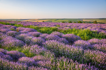 Fototapeta na wymiar Purple blossoming lavender in the fields 
