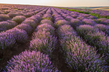 Purple blossoming lavender in the fields 