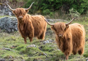 Crédence de cuisine en verre imprimé Highlander écossais vaches des montagnes