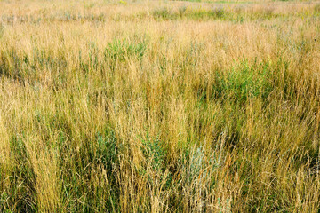 Dry grass