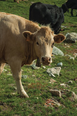 Cow grazing on poor pasture filled with stones