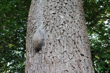 Das Nest des Eichenprozessionsspinners