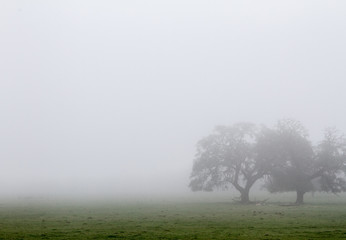 Obraz na płótnie Canvas Foggy Tree