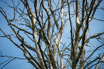 Wilder Baum