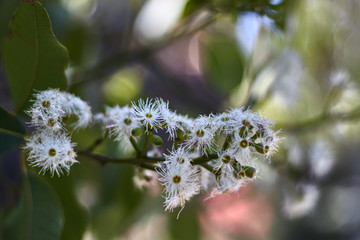 Branch with white flowers of eucalyptus