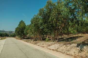 Countryside asphalt road next to small properties with trees