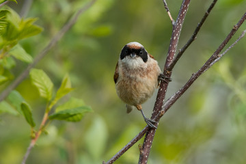 Fototapeta premium Eurasian penduline tit (Remiz pendulinus). Male on a green background. Polesie. Ukraine