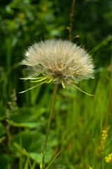 Large dandelion