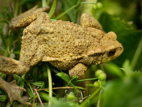 Crapaud dans l'herbe.