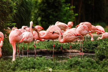 A group of pink flamingos hunting in the pond, Oasis of green in urban setting, flamingo