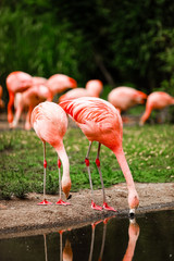 A group of pink flamingos hunting in the pond, Oasis of green in urban setting, flamingo