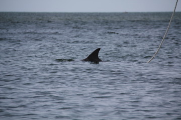 Fototapeta premium dolphin in water