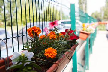 flowers in the design of tubs hanging flower beds near the cafe in the city