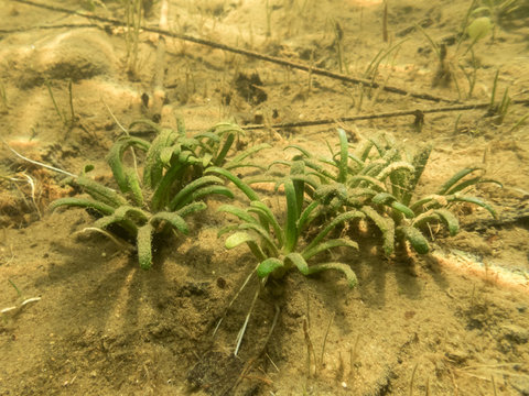 Bottom leaves of water lobelia
