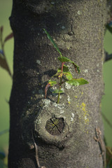 Fiori a casa e San Donato