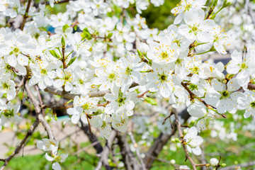 Blossoming apple tree (Malus prunifolia, Chinese apple, Chinese crabapple) spread the fragrant aroma. The apple tree in the full bloom on the sunlight. Flowers apple tree close-up.