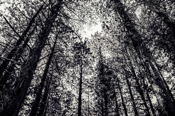 albania contry llogara