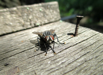 House fly, Blow fly, carrion fly, Musca species, on old stained wood, overhead view