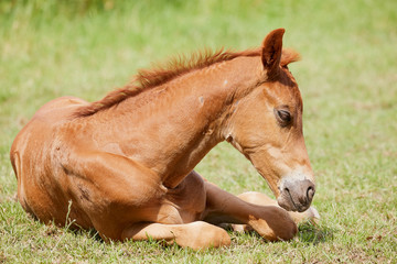 Naklejka na ściany i meble Brown foal lying in the meadow