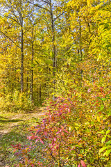 Picturesque landscape with autumn forest on a sunny day