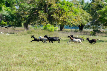 Cabritos fogem em campo aberto