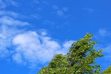 Treetop against the background of clouds and blue sky in sunny weather.