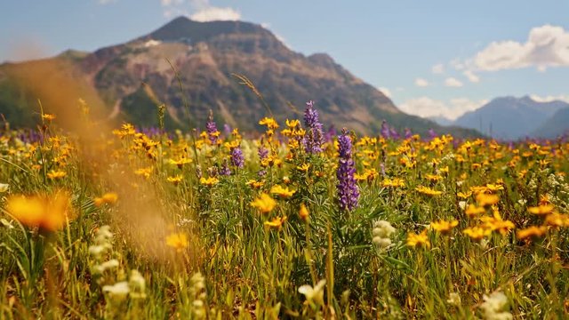 Slow pace walking through wild flowers in a meadow with mountains against the sky