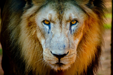 beautiful animals