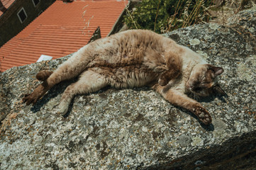 Fototapeta premium Siamese cat lying asleep on stone parapet