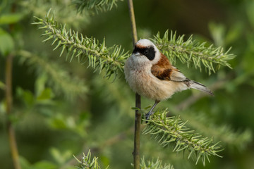 Eurasian penduline tit (Remiz pendulinus). Male on a green background. Polesie. Ukraine