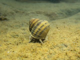 Lister's river snail crawling underwater on stone
