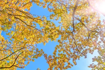 Autumn oak branches against a cloudless blue sky, backlight © HaiGala