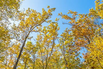 Fototapeta premium Autumn trees against a cloudless blue sky