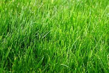 Macro shot of bright green grass sprouts in spring. Green meadow of closeup fresh grass.