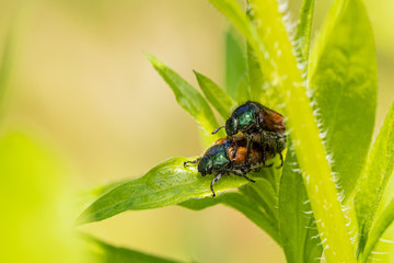 Fototapeta premium Nature