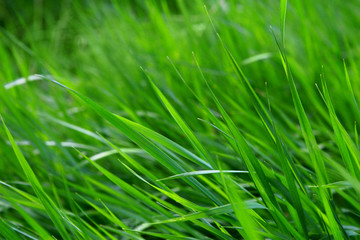 Fototapeta na wymiar Macro shot of bright green grass sprouts in spring. Green meadow of closeup fresh grass.