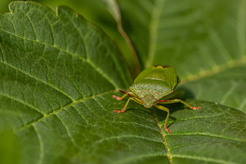 Nature