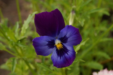 Purple pansy flowers.