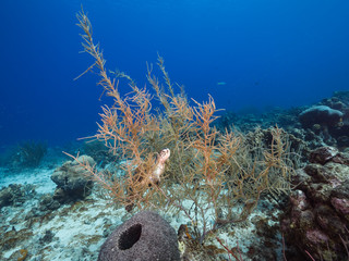 Green Sea Turtle resting in  soft coral in reef in the Caribbean Sea around Curacao