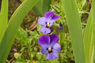 Purple pansy flowers.