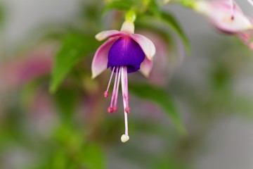 Macro photo of a blue and pink flower of a Fuchsia hybrid.