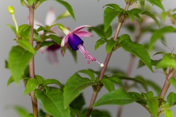 Macro photo of a blue and pink flower of a Fuchsia hybrid.